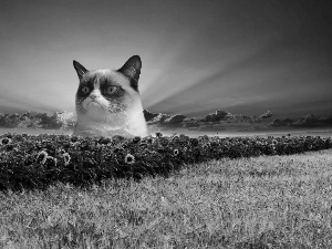 west, cat, Nice sunflowers, sun