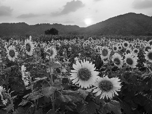 west, Mountains, Nice sunflowers, sun