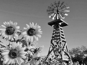 Nice sunflowers, Windmill