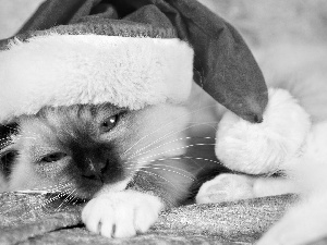 Siamese Cat, Hat, Nicholas