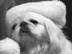 doggy, Hat, Nicholas, pekinese