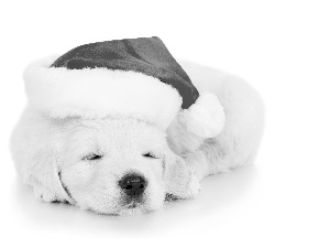 puppie, Hat, Nicholas, Golden Retriever