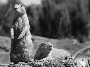 Nieświszczuki, puppies, prairie