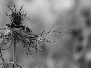 blue, Nigella, insects, Colourfull Flowers