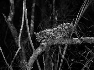 branch pics, ocelot, Night