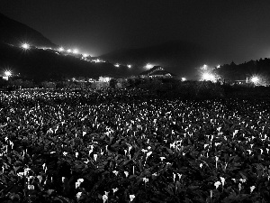 Calla, Mountains, Night, plantation