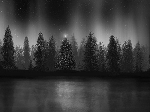 illuminated, forest, Night, christmas tree