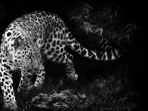 Night, Leopards, jungle