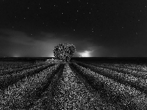 lavender, trees, Night, star, Storm, Field