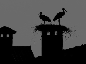 Storks, Houses, Night, nest