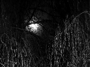 Night, moon, Willow