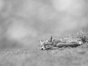 Fox, green, nod, grass