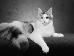 cat, Norwegian Forest Cat