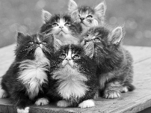 five, cats, Maine Coon, sweet