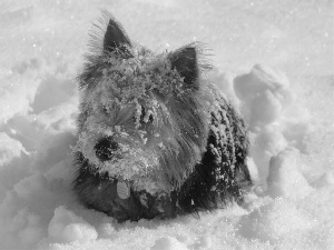 Norwich terrier, snow