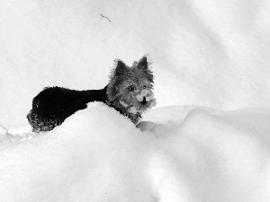 Norwich terrier