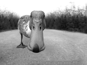 nose, Way, duck