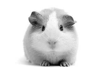 nose, ears, muzzle, feet, guinea pig