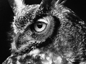 nose, owl, Eyes