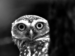 owl, Eyes, nose, Little Owl