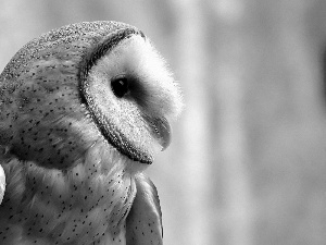 nose, owl, Eyes