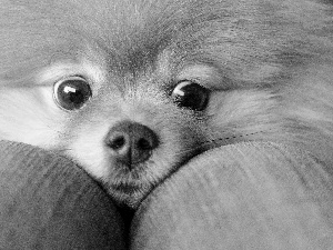 Eyes, ginger, Toy Spitz, Pomeranian, nose, dog