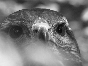 Head, Eyes, nose, Falcon