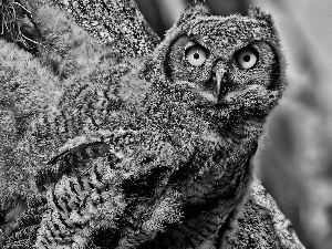 owl, Eyes, nose, Yellow