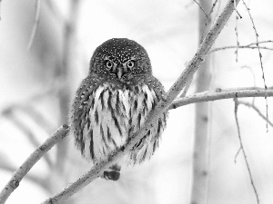 owl, Eyes, nose, Yellow