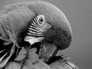 parrot, pen, nose, color