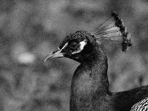 peacock, eye, nose, head