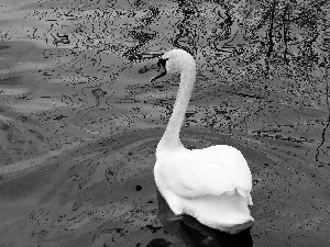 Swans, Red, nose, water