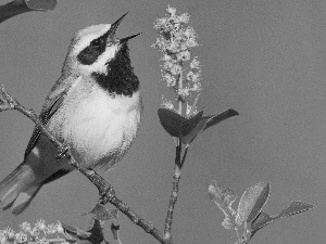 twig, open, nose, birdies