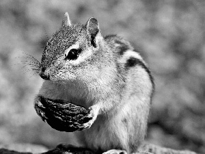 nut, squirrel, Chipmunk
