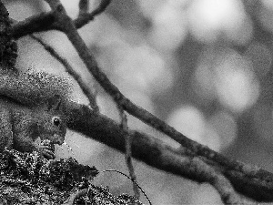 branch pics, squirrel, nut