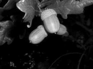 oak, Magnificent, Acorns