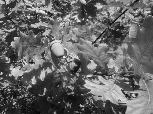 Acorns, trees, oak, Leaf