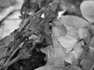dry, Leaf, oak, Platycodon