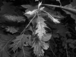 Red, Leaf, oak, green ones