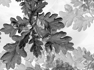 Leaf, Acorns, graphics, oak