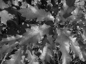 oak, Red, Leaf