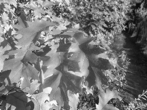 oak, Red, Leaf