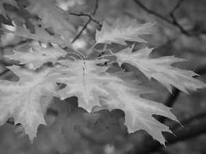 Leaf, oak