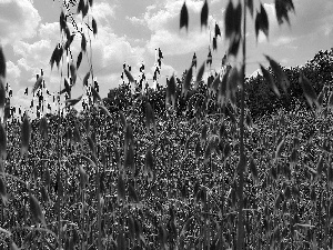 corn, Ears, oat, cereals