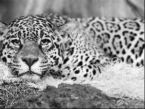 Leopards, observer