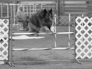 Belgian Shepherd Tervuren, obstacle