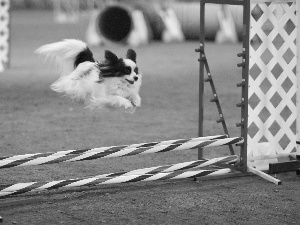 Miniature Continental Toy Spaniel Papillon, obstacle