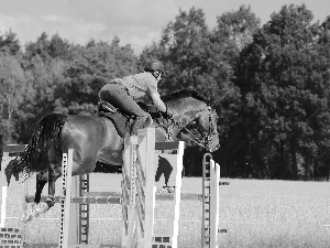 rider, training, obstacle, Sport, jump, Horse