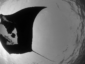 Manta, Ocean