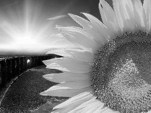 Sunflower, Great Sunsets, Ocean, Sky